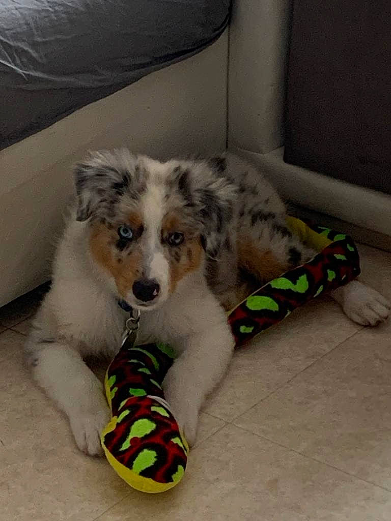 Diamond a rejoint le concours — aidez-le/la à gagner de superbes lots ! australian_shepherd, bored, canidae, carnivore, comfort, companion_dog, couch, dog, dog_bed, dog_breed, dog_supply, dog_toy, flooring, fur, paw, pet_supply, puppy, sporting_group, texas_heeler, working_animal