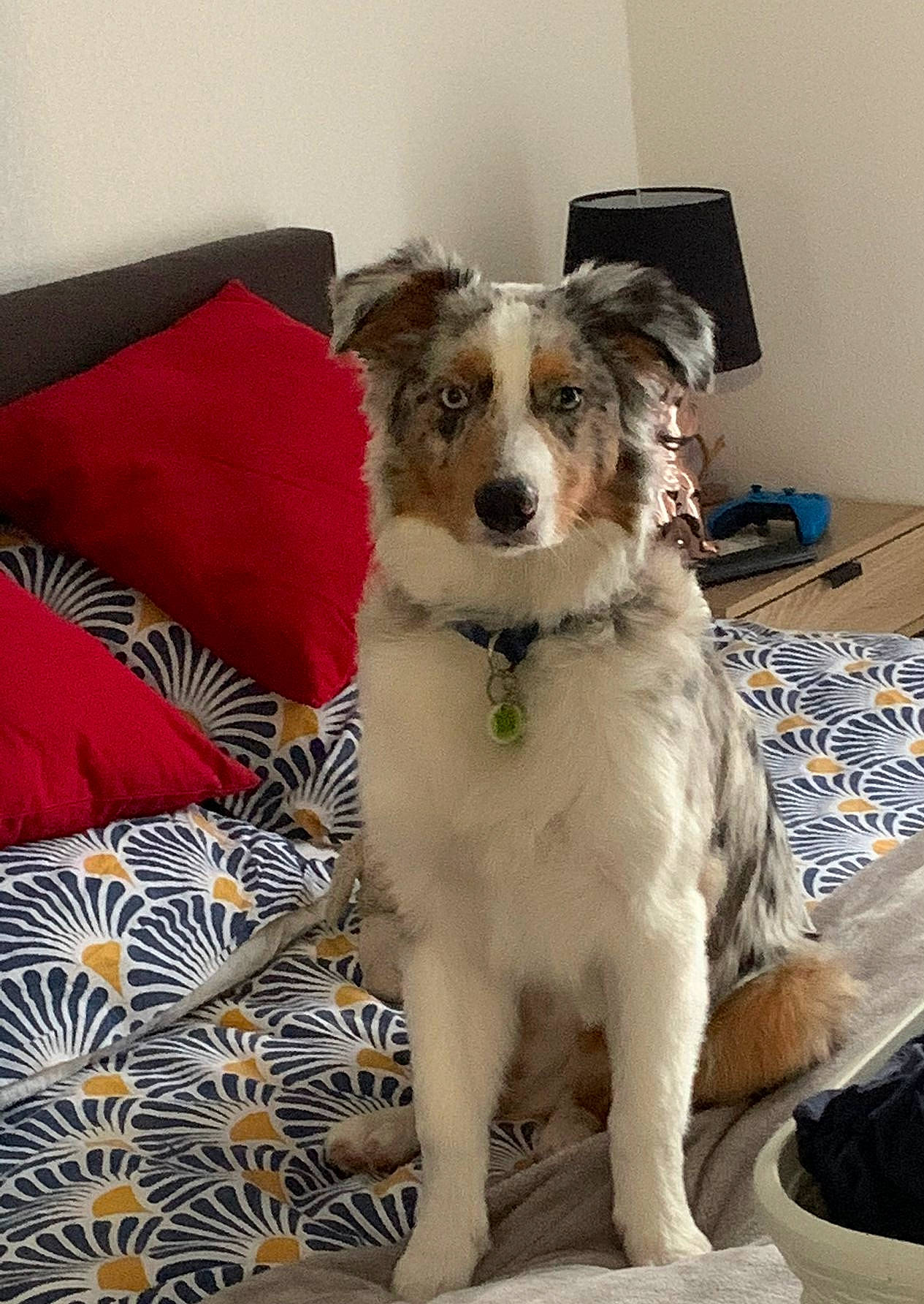 Diamond a rejoint le concours — aidez-le/la à gagner de superbes lots ! canidae, carnivore, collar, comfort, companion_dog, couch, dog, dog_breed, flooring, fur, herding_dog, linens, puppy, snout, sporting_group, terrier, texas_heeler, whiskers, working_animal, working_dog