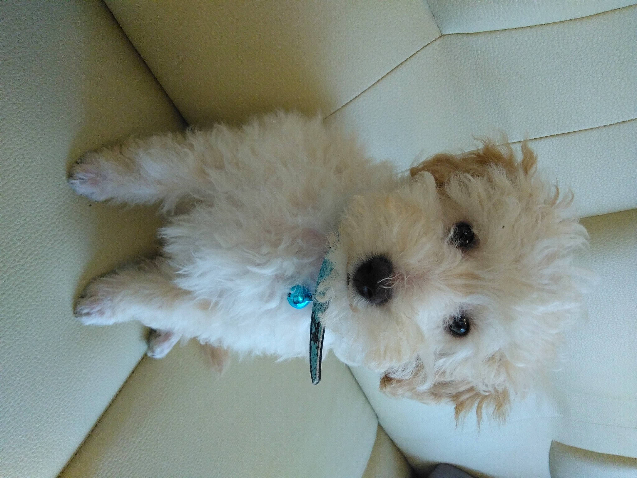 Locky a rejoint le concours — aidez-le/la à gagner de superbes lots ! bow_tie, canidae, carnivore, companion_dog, dog, dog_breed, dog_clothes, dog_supply, fawn, fur, labradoodle, small_terrier, snout, sporting_group, stuffed_toy, sunglasses, terrier, toy, toy_dog, working_animal