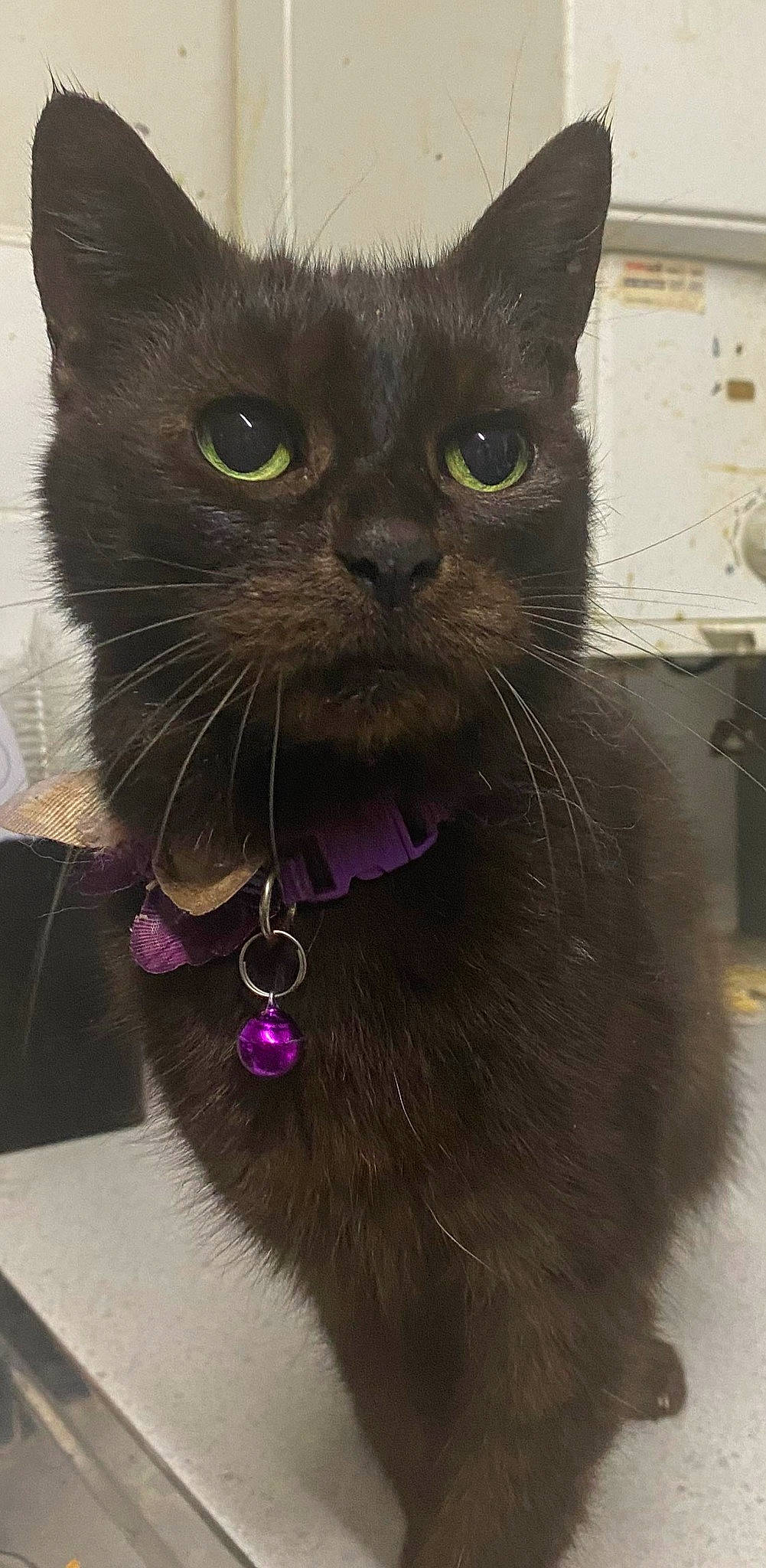 Ebony is registered to the contest to win money with this photo: black_cat, carnivore, cat, collar, domestic_short_haired_cat, fang, fashion_accessory, felidae, fur, magenta, pet_supply, small_to_medium_sized_cats, snout, whiskers