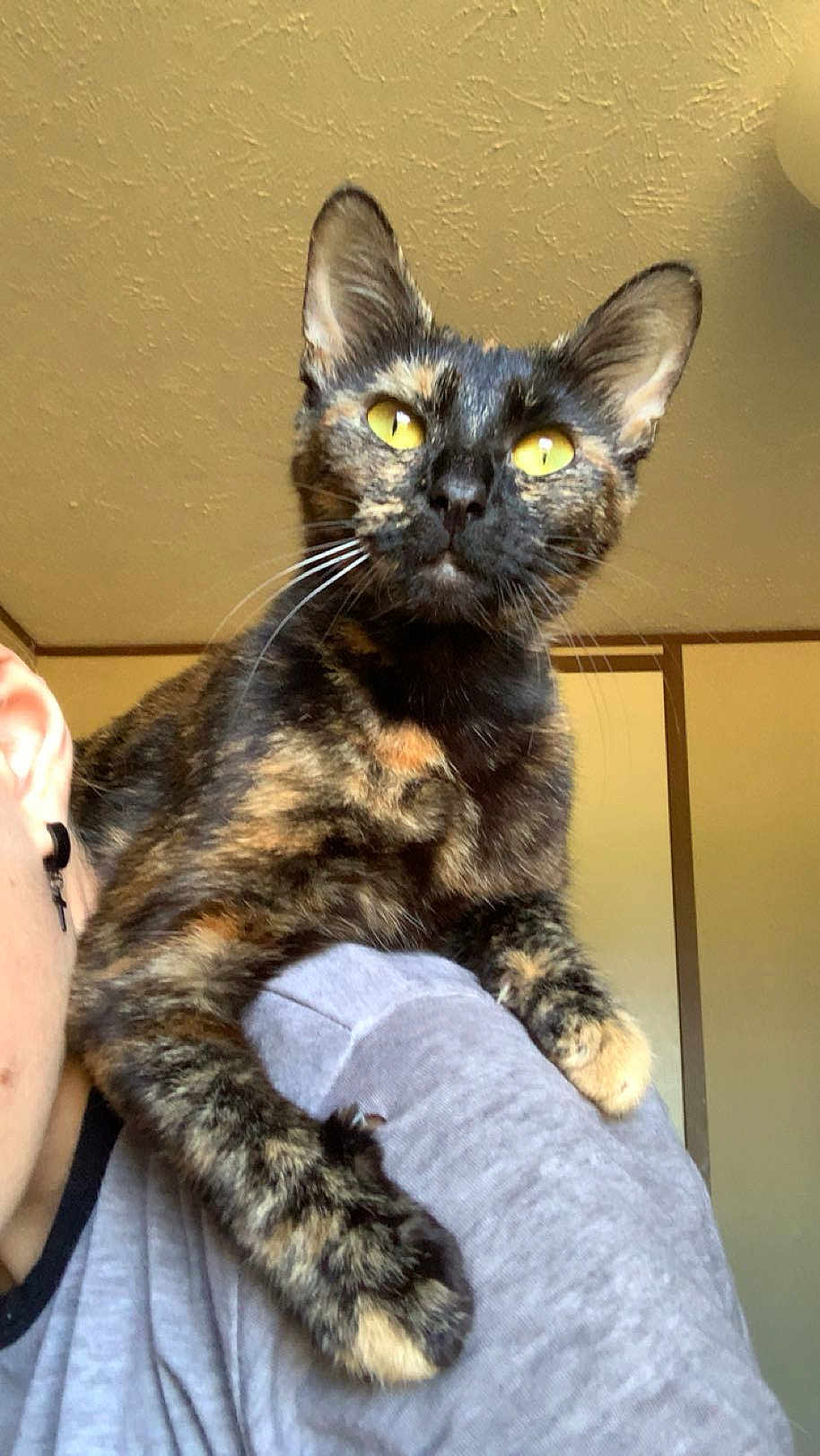 Olive is registered to the contest to win money with this photo: animal, cat, closeup, companion, curious, cute, domestic_cat, ear, feline, fur, home, indoor, mammal, person, pet, portrait, shoulder, tortoiseshell_cat, whiskers, yellow_eyes