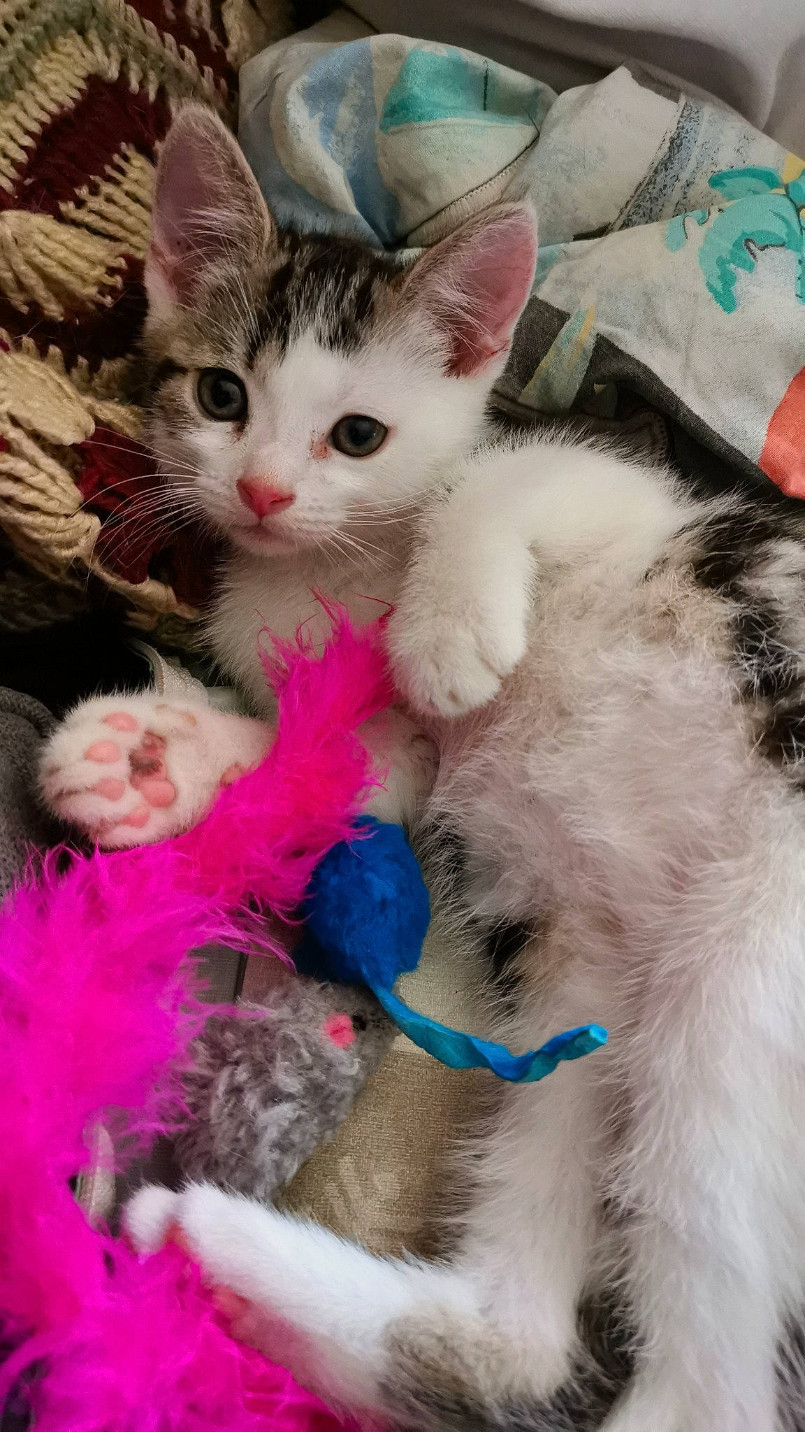 Alaska a rejoint le concours — aidez-le/la à gagner de superbes lots ! aegean_cat, american_curl, american_wirehair, asian, carnivore, cat, domestic_short_haired_cat, european_shorthair, felidae, kitten, mammal, ojos_azules, polydactyl_cat, ragamuffin, ragdoll, small_to_medium_sized_cats, turkish_angora, turkish_van, vertebrate, whiskers