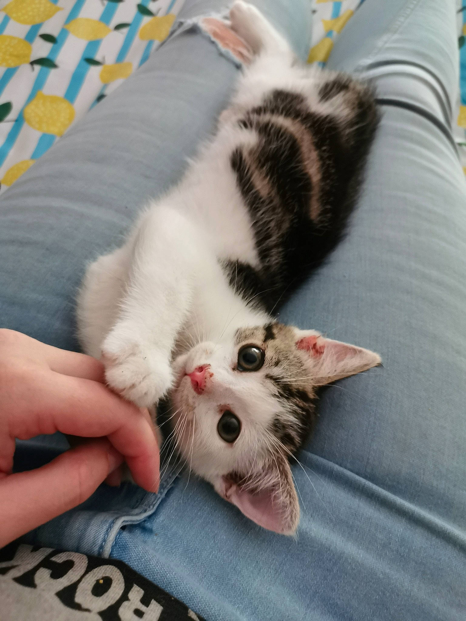 Alaska a rejoint le concours — aidez-le/la à gagner de superbes lots ! aegean_cat, american_shorthair, asian, carnivore, cat, claw, domestic_short_haired_cat, ear, european_shorthair, felidae, fur, kitten, mammal, oriental_longhair, paw, skin, small_to_medium_sized_cats, turkish_angora, turkish_van, whiskers