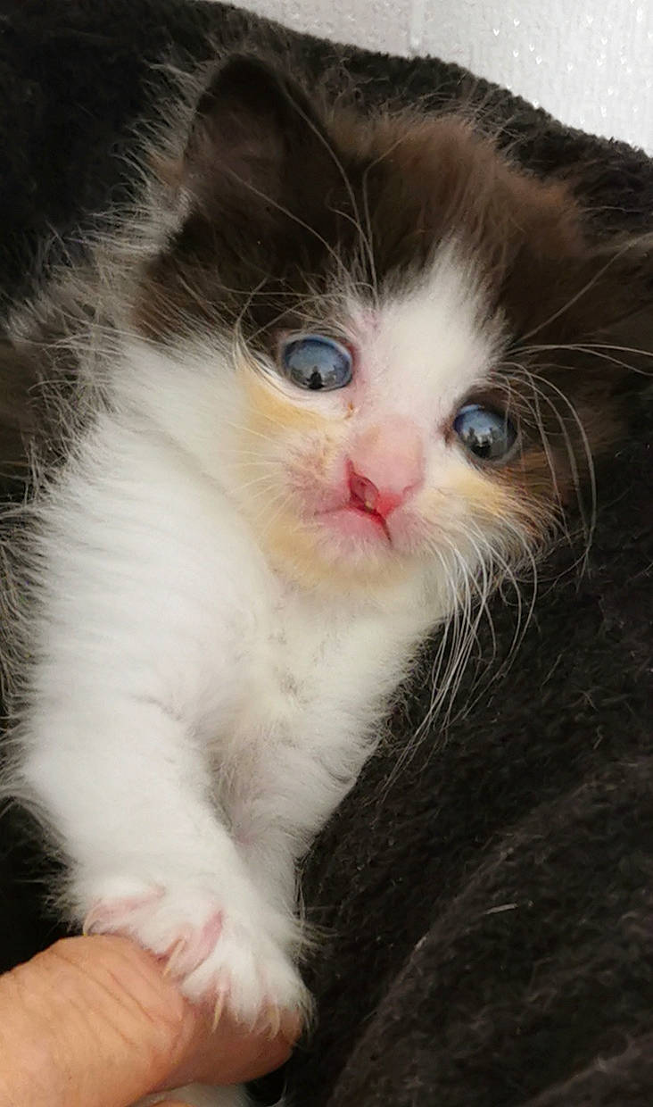 Alaska a rejoint le concours — aidez-le/la à gagner de superbes lots ! american_wirehair, british_semi_longhair, carnivore, cat, domestic_long_haired_cat, eye, fawn, felidae, fur, kitten, mammal, norwegian_forest_cat, polydactyl_cat, ragamuffin, ragdoll, small_to_medium_sized_cats, snout, vertebrate, whiskers