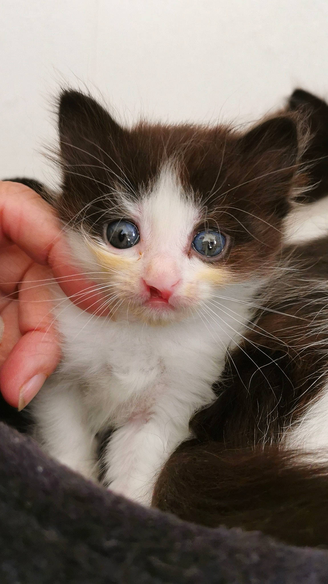 Alaska participe au concours pour gagner de l'argent avec cette photo : black_and_white, carnivore, cat, domestic_long_haired_cat, domestic_short_haired_cat, ear, eye, felidae, fur, kitten, mammal, norwegian_forest_cat, polydactyl_cat, ragamuffin, small_to_medium_sized_cats, snout, turkish_van, vertebrate, whiskers