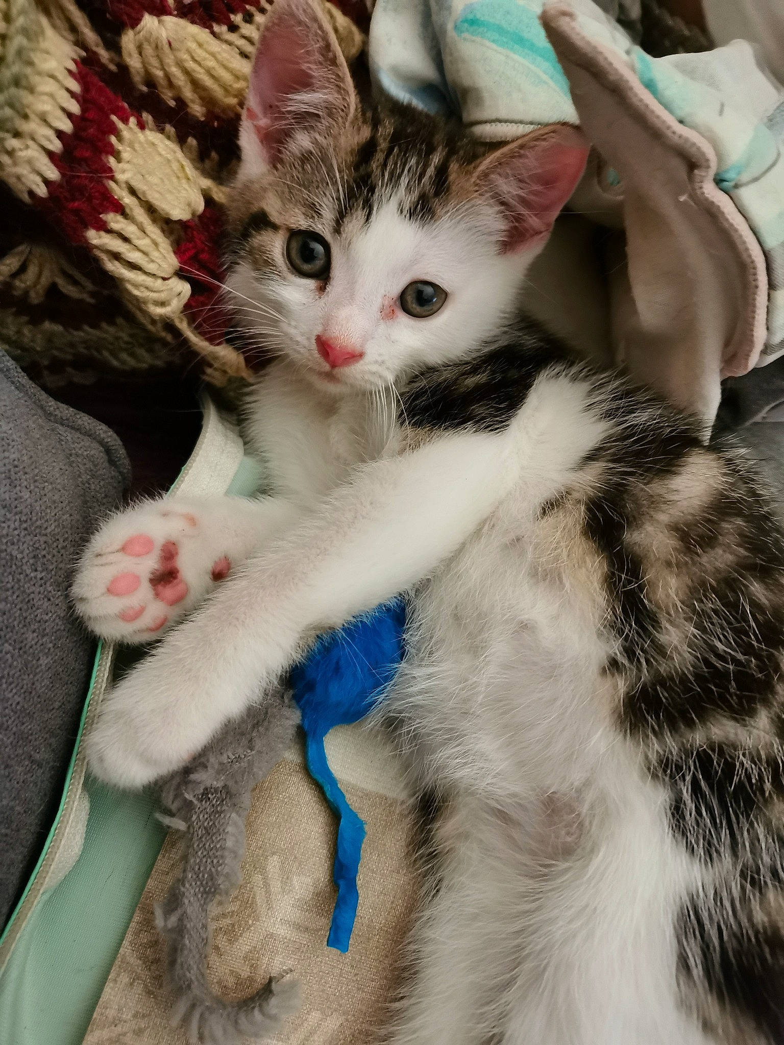 Alaska participe au concours pour gagner de l'argent avec cette photo : aegean_cat, american_shorthair, american_wirehair, asian, carnivore, cat, claw, domestic_short_haired_cat, european_shorthair, felidae, fur, kitten, mammal, ojos_azules, paw, polydactyl_cat, small_to_medium_sized_cats, turkish_van, vertebrate, whiskers