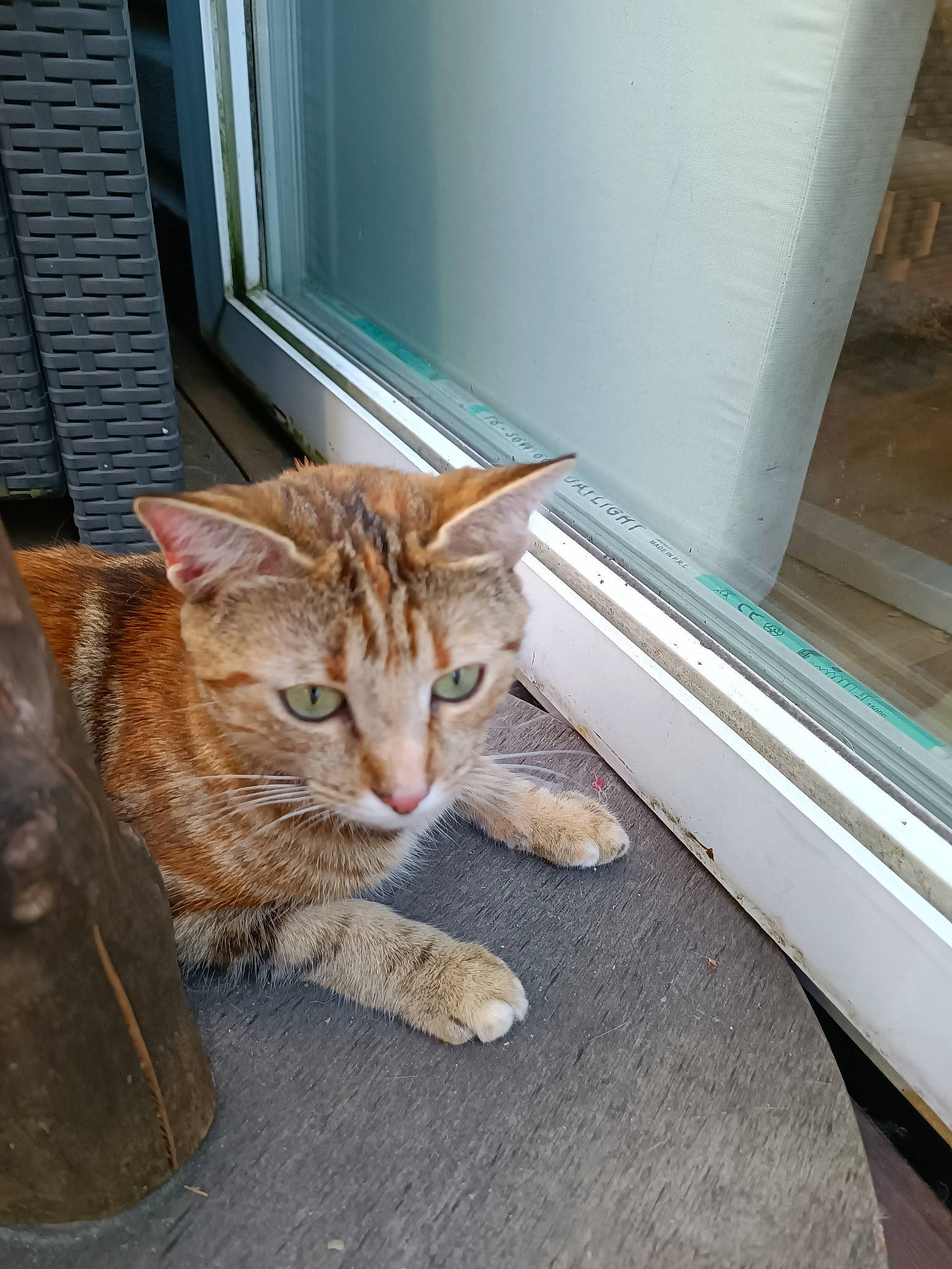 Gypsi a rejoint le concours — aidez-le/la à gagner de superbes lots ! carnivore, cat, cat_supply, claw, comfort, domestic_short_haired_cat, door, fawn, felidae, flooring, fur, pet_supply, sitting, small_to_medium_sized_cats, snout, tail, terrestrial_animal, whiskers, window, wood