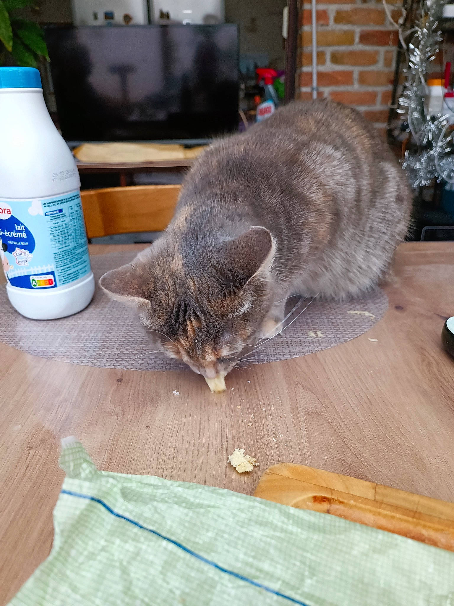 Lili participe au concours pour gagner de l'argent avec cette photo : bottle, carnivore, cat, domestic_short_haired_cat, felidae, floor, flooring, fur, gas, grey, hardwood, laminate_flooring, plastic_bottle, small_to_medium_sized_cats, tail, water_bottle, whiskers, wood, wood_flooring, wood_stain