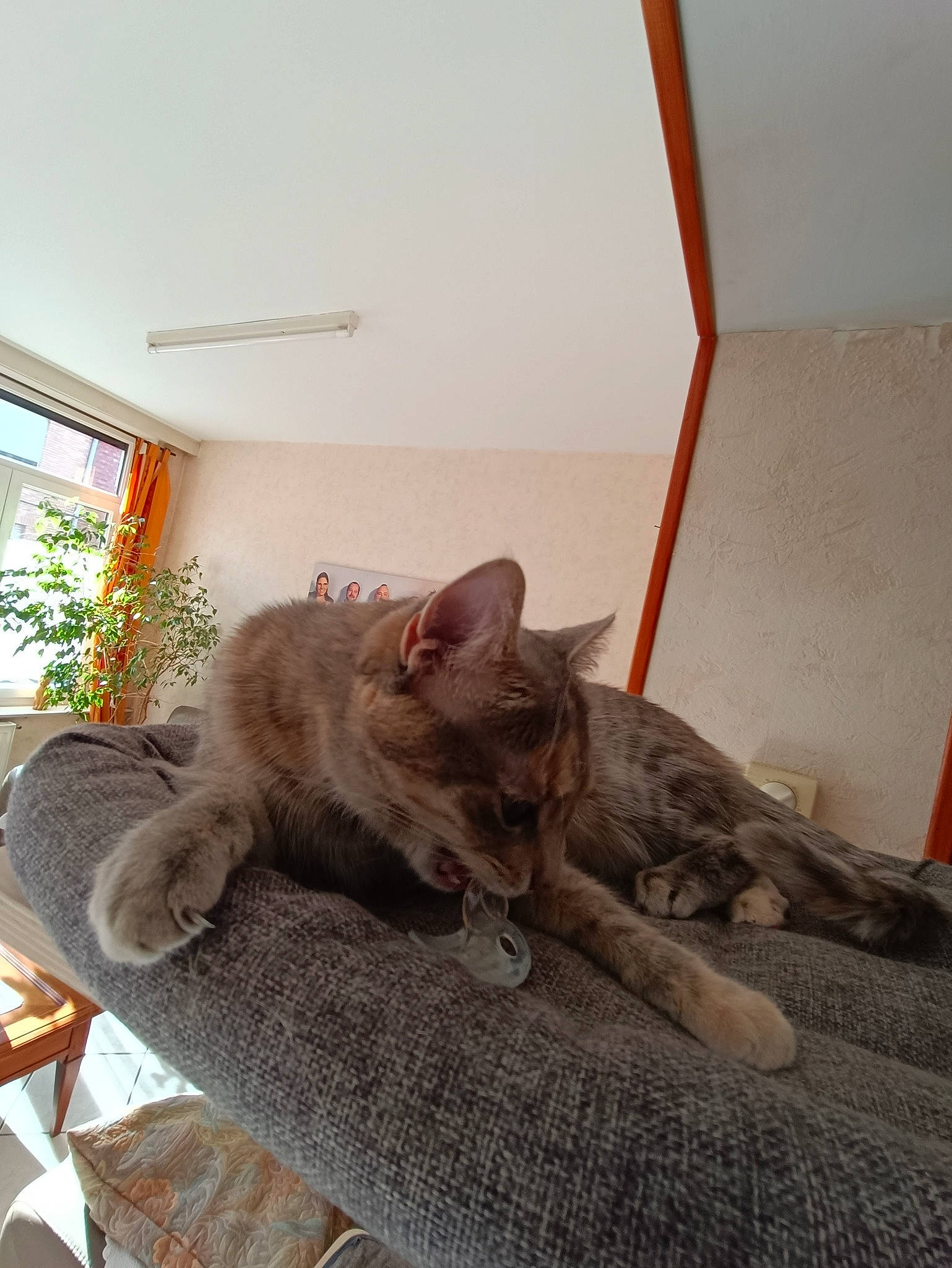 Lili participe au concours pour gagner de l'argent avec cette photo : canidae, carnivore, cat, comfort, domestic_short_haired_cat, fawn, felidae, flooring, fur, grey, hardwood, houseplant, picture_frame, plant, room, small_to_medium_sized_cats, tail, whiskers, window, wood