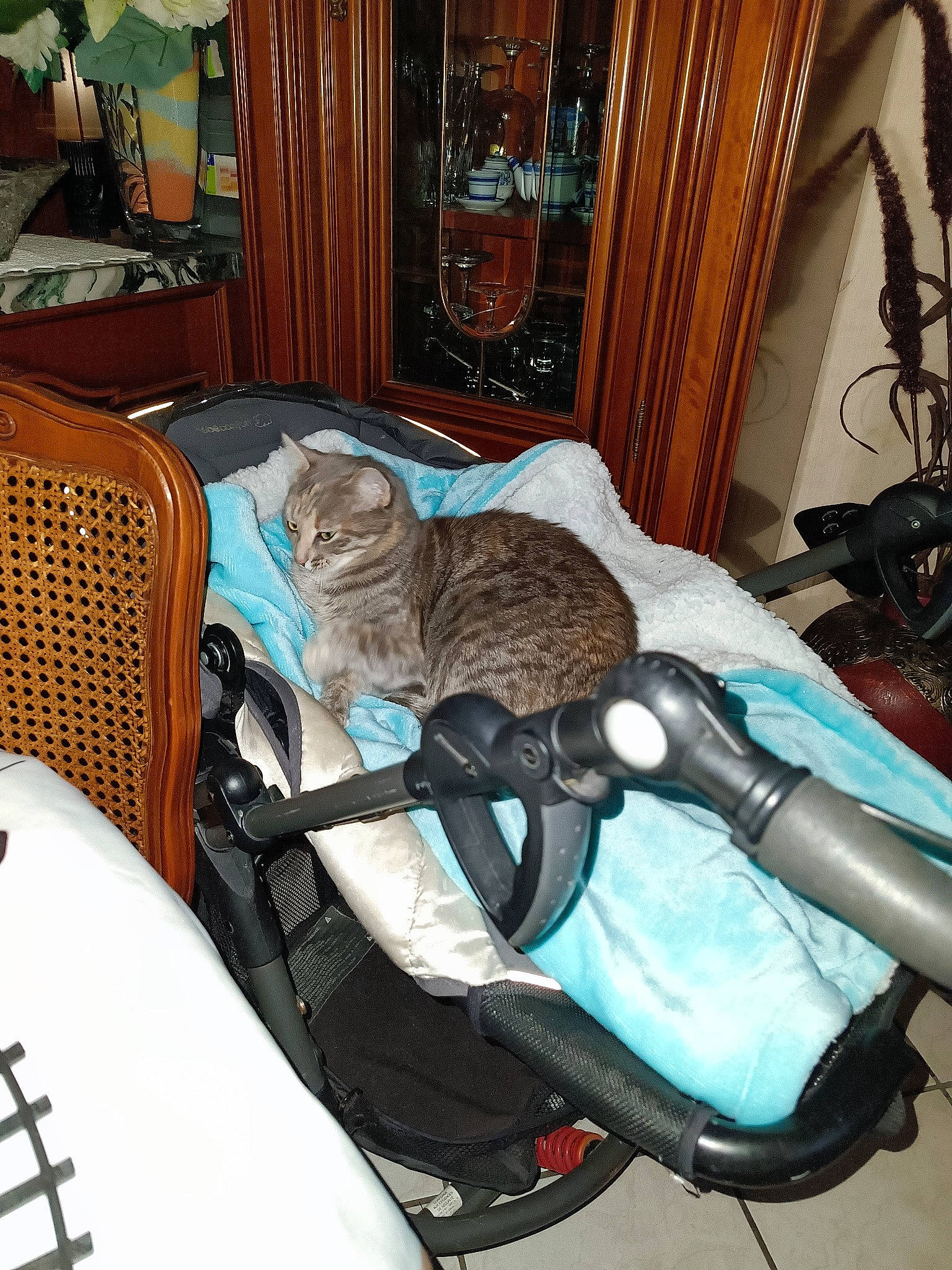 Lili participe au concours pour gagner de l'argent avec cette photo : armrest, bag, baggage, bedroom, carnivore, cat, chair, comfort, curtain, felidae, fur, hardwood, linens, luggage_and_bags, room, small_to_medium_sized_cats, whiskers, wood