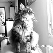 Kitty a rejoint le concours — aidez-le/la à gagner de superbes lots ! cat, fluffy, indoor, couch, window, domestic_animal, pet, feline, looking_out, collar, black_and_white, fur, whiskers, home, radiator, curtain, relaxed, seated, side_view, bright_light