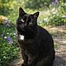 black_cat, cat, animal, pet, outdoor, garden, flowers, greenery, wildflowers, path, sunlight, nature, sitting, fur, whiskers, eyes, mammal, portrait, cute, serene