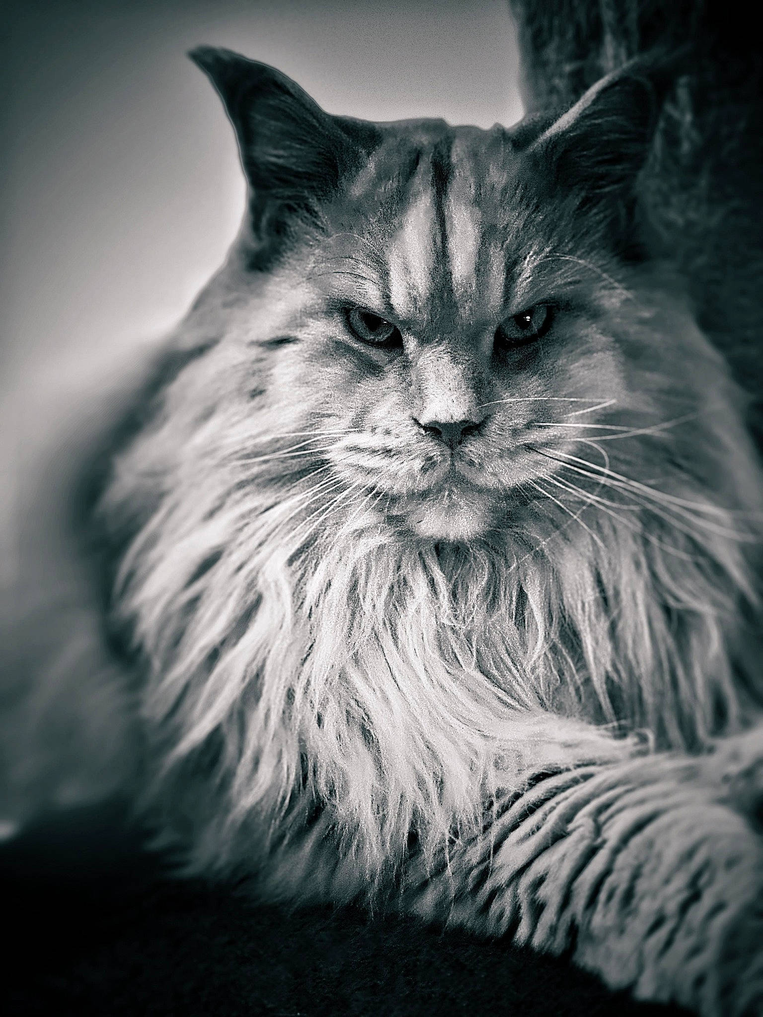 Nono a rejoint le concours — aidez-le/la à gagner de superbes lots ! carnivore, cat, close_up, darkness, electric_blue, felidae, fur, grass, grey, maine_coon, monochrome, monochrome_photography, plant, sky, small_to_medium_sized_cats, snout, still_life_photography, style, whiskers