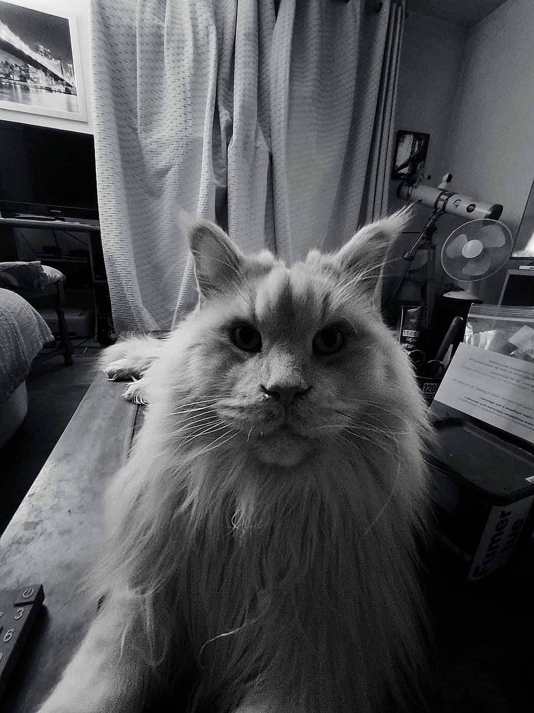 Nono participe au concours pour gagner de l'argent avec cette photo : black_and_white, carnivore, cat, comfort, couch, curtain, felidae, fur, grey, monochrome, monochrome_photography, sitting, small_to_medium_sized_cats, snout, style, whiskers, window