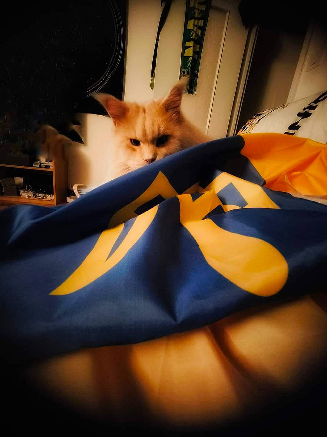 Nono a rejoint le concours — aidez-le/la à gagner de superbes lots ! art, carnivore, cat, comfort, darkness, domestic_short_haired_cat, electric_blue, felidae, fur, linens, orange, pattern, room, shadow, small_to_medium_sized_cats, still_life_photography, tail, tints_and_shades, whiskers, wood