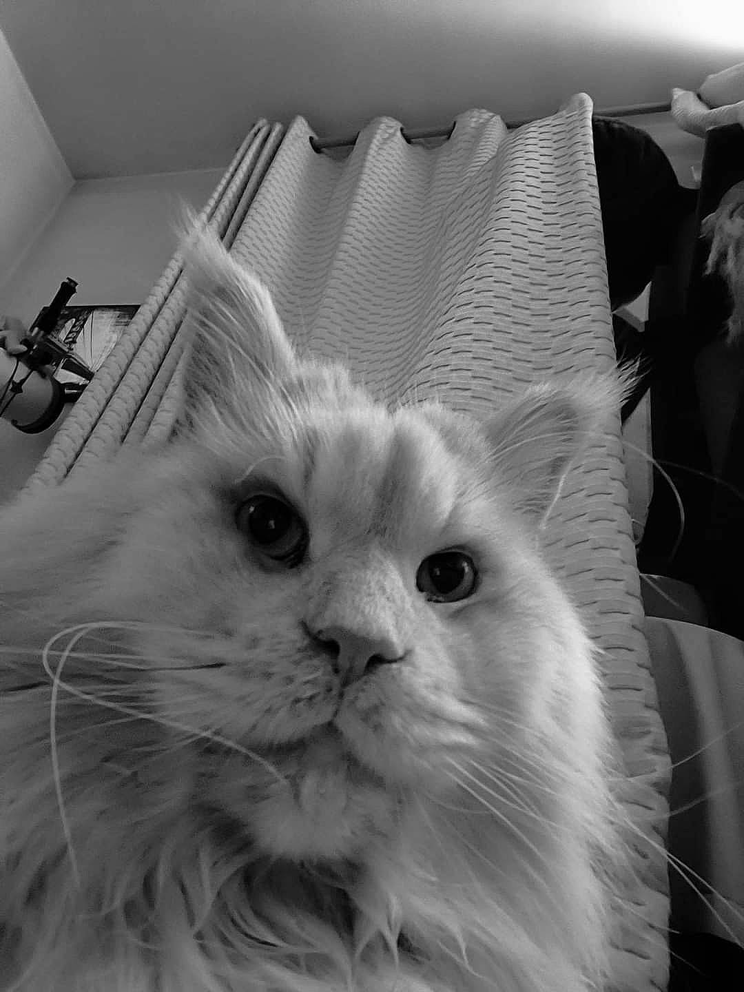 Nono participe au concours pour gagner de l'argent avec cette photo : black_and_white, carnivore, cat, comfort, felidae, fruit, fur, monochrome, monochrome_photography, natural_material, plant, small_to_medium_sized_cats, snout, style, tail, whiskers