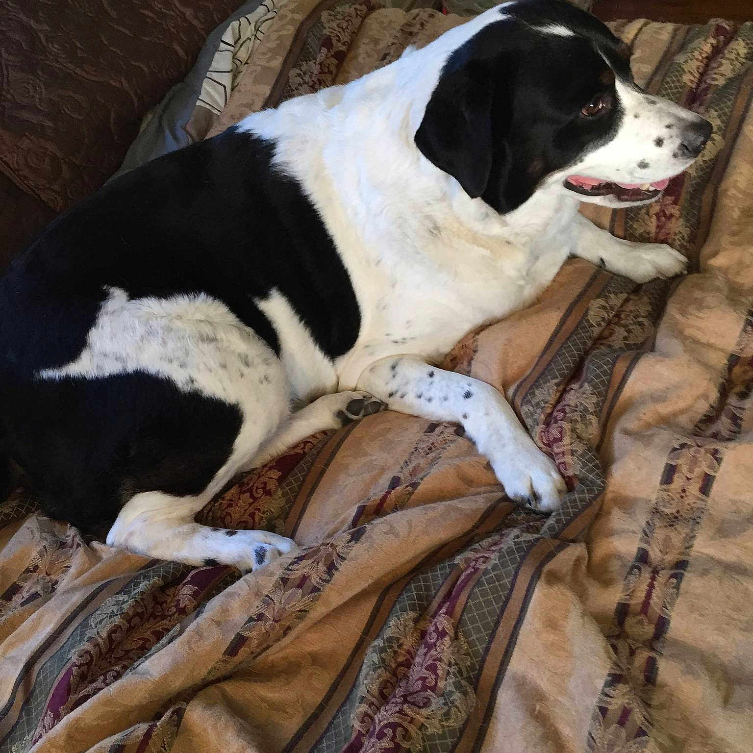 Lucky is registered to the contest to win money with this photo: