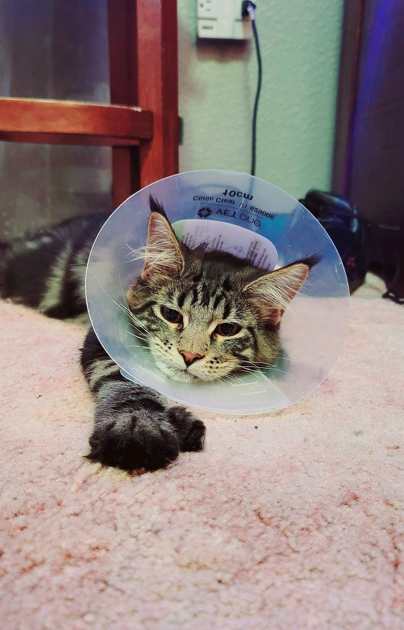 Gizmo is registered to the contest to win money with this photo: carnivore, cat, claw, comfort, domestic_short_haired_cat, fawn, felidae, fur, grass, grey, paw, sitting, small_to_medium_sized_cats, snout, tail, terrestrial_animal, whiskers