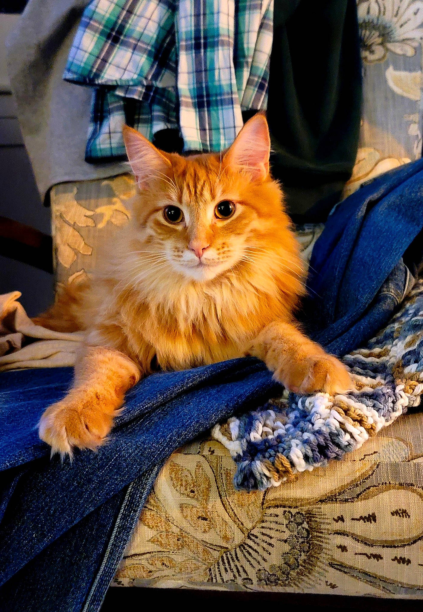 Dexter is registered to the contest to win money with this photo: bag, carnivore, cat, claw, domestic_short_haired_cat, electric_blue, fawn, felidae, fur, human_leg, orange, plaid, plant, sitting, small_to_medium_sized_cats, snout, tail, tartan, textile, whiskers