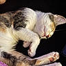 Mochi joined the competition — help win amazing prizes! animal, calm, cat, closeup, cozy, cute, domestic_cat, fur, indoors, paw, peaceful, pet, pink_nose, relaxation, resting, sleeping, soft, tabby, whiskers, white_fur