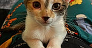 Mochi is registered to the contest to win money with this photo: animal, blurred_background, calico, cat, closeup, cute, domestic_cat, ears, eyes, fur, indoor, kitten, lap, pajamas, person, pet, portrait, resting, whiskers, young