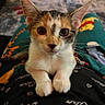 animal, blurred_background, calico, cat, closeup, cute, domestic_cat, ears, eyes, fur, indoor, kitten, lap, pajamas, person, pet, portrait, resting, whiskers, young