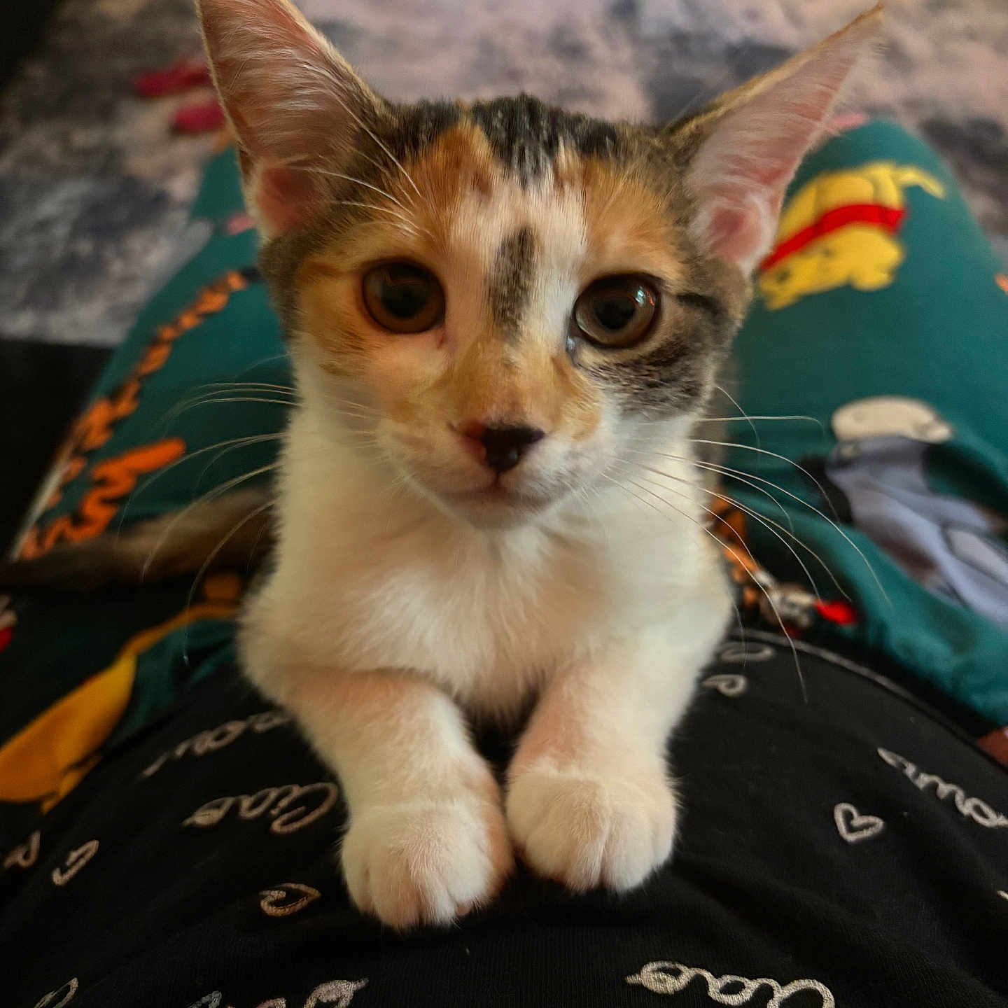 Mochi is registered to the contest to win money with this photo: animal, blurred_background, calico, cat, closeup, cute, domestic_cat, ears, eyes, fur, indoor, kitten, lap, pajamas, person, pet, portrait, resting, whiskers, young