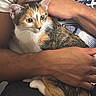 Mochi joined the competition — help win amazing prizes! animal, arms, blue_print, cat, close_up, comfort, cute, domestic_animal, fur, hand, holding, indoor, person, pet, portrait, resting, snuggle, tri_color_cat, whiskers, white_shirt