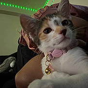 Mochi is registered to the contest to win money with this photo: animal, bell, cat, close_up, collar, curious, cute, domestic_animal, ears, face, fur, green_led_lights, home, indoor, kitten, pet, plush_toy, sofa, whiskers, young_cat
