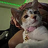 animal, bell, cat, close_up, collar, curious, cute, domestic_animal, ears, face, fur, green_led_lights, home, indoor, kitten, pet, plush_toy, sofa, whiskers, young_cat