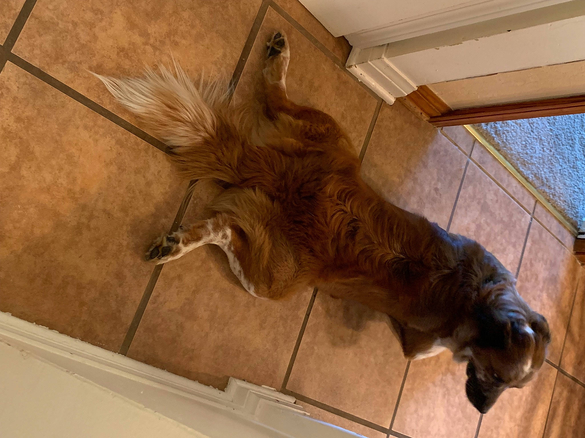 Tucker joined the competition — help win amazing prizes! antler, art, ceiling, fawn, felidae, flooring, fur, hardwood, hide, horn, liver, moose, natural_material, sculpture, tail, terrestrial_animal, wildlife, wing, wood, working_animal