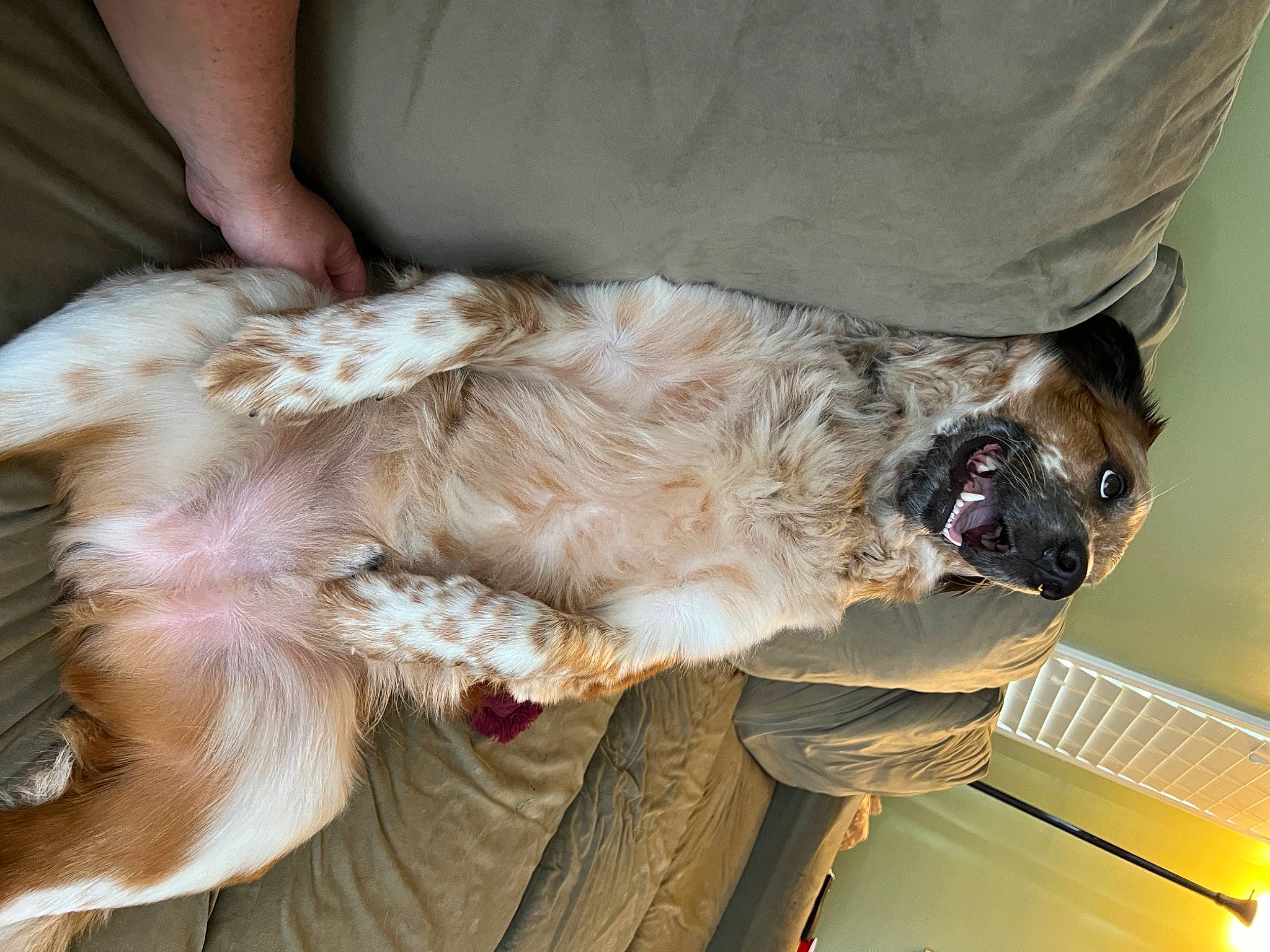 Tucker is registered to the contest to win money with this photo: canidae, carnivore, clock, collar, comfort, companion_dog, dog, dog_breed, dog_collar, eyewear, fawn, felidae, fur, liver, puppy, snout, sporting_group, terrier, toy_dog, working_animal