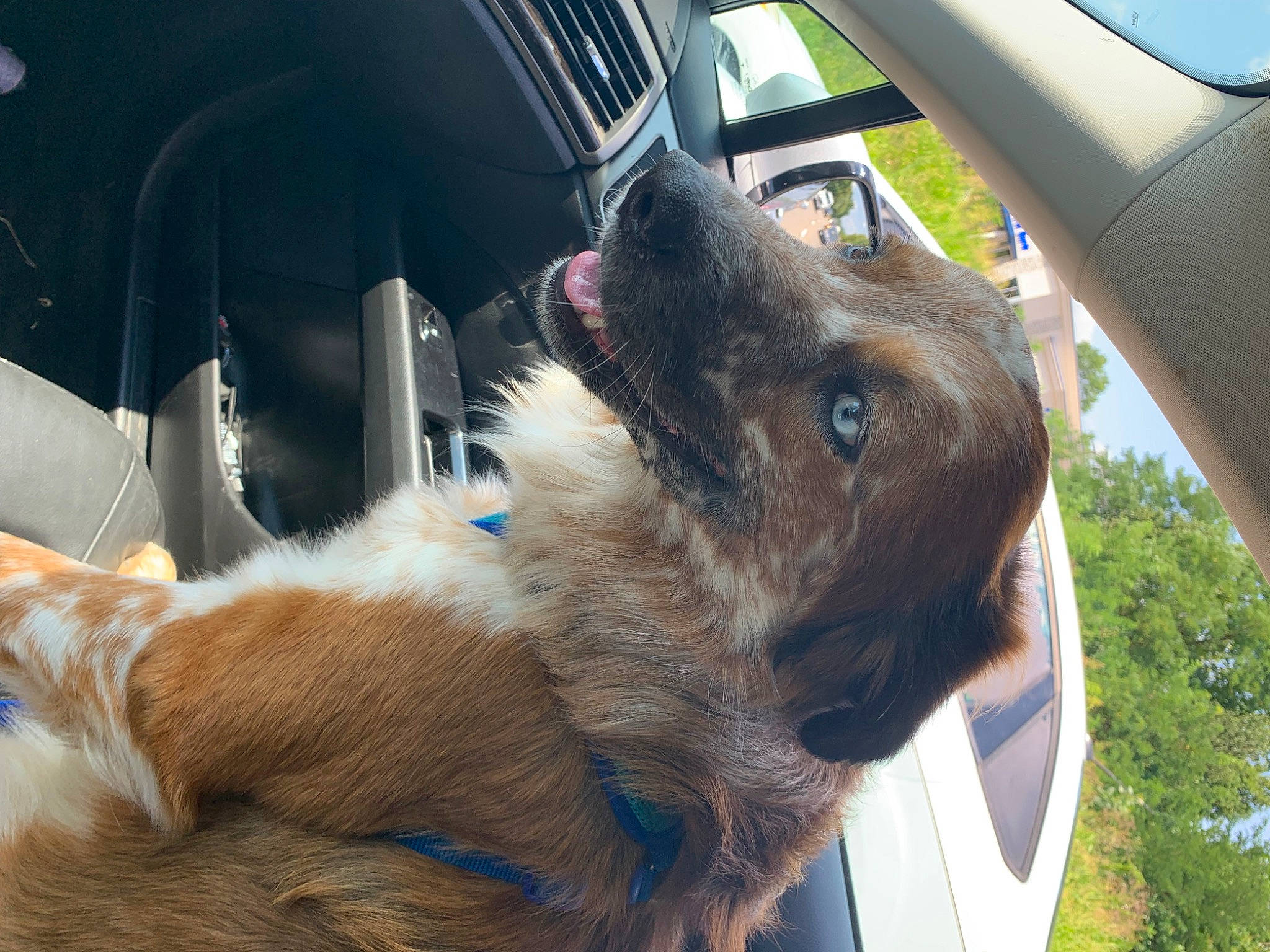 Tucker joined the competition — help win amazing prizes! auto_part, automotive_exterior, automotive_mirror, automotive_window_part, car, carnivore, collar, companion_dog, dog, dog_breed, family_car, fawn, motor_vehicle, personal_luxury_car, plant, snout, steering_wheel, vehicle, vehicle_door, windshield