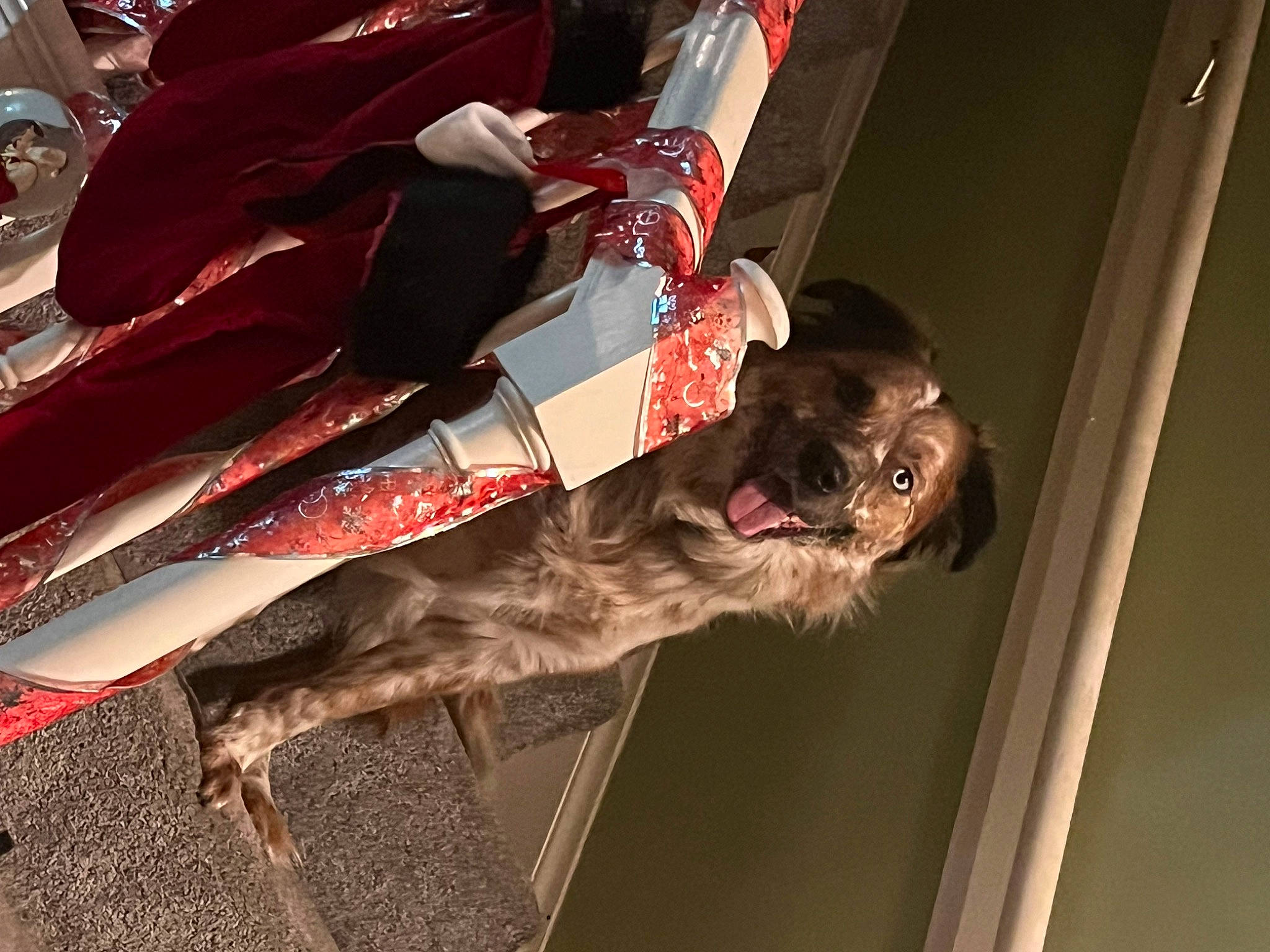 Tucker joined the competition — help win amazing prizes! canidae, carmine, carnivore, collar, companion_dog, dog, dog_breed, dog_collar, event, flesh, fur, guard_dog, human_leg, leash, liver, spaniel, sporting_group, tail