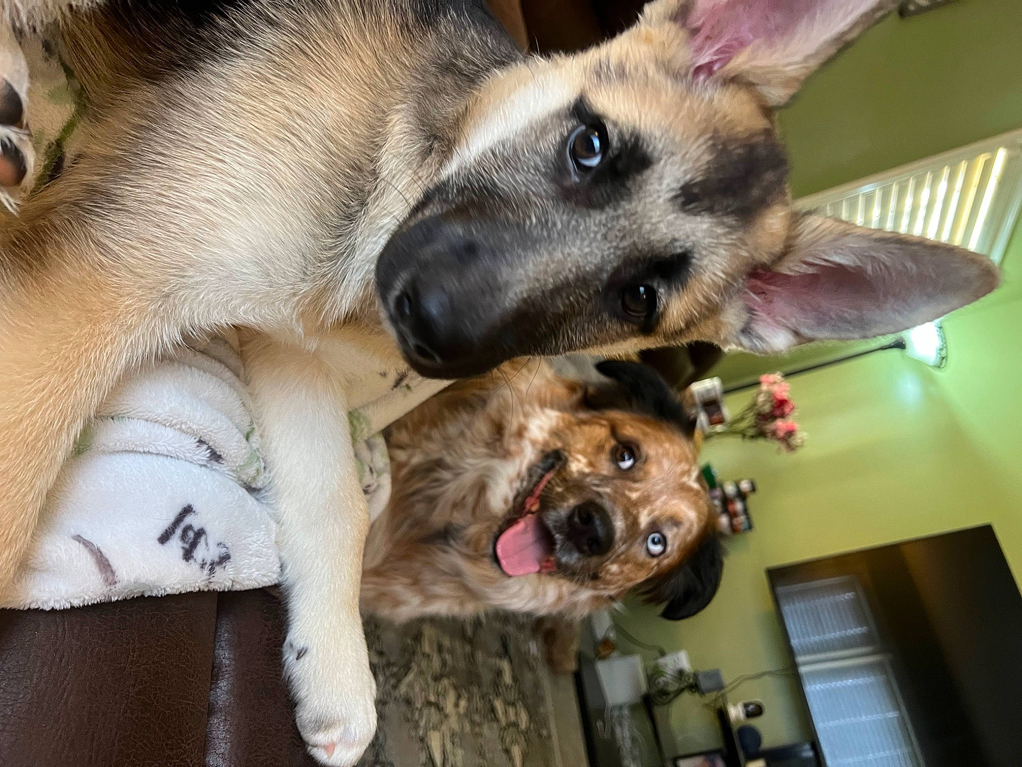 Freya joined the competition — help win amazing prizes! canidae, carnivore, collar, companion_dog, dog, dog_breed, dog_supply, ear, fawn, fur, king_shepherd, old_german_shepherd_dog, pet_supply, picture_frame, snout, sporting_group, working_animal, working_dog