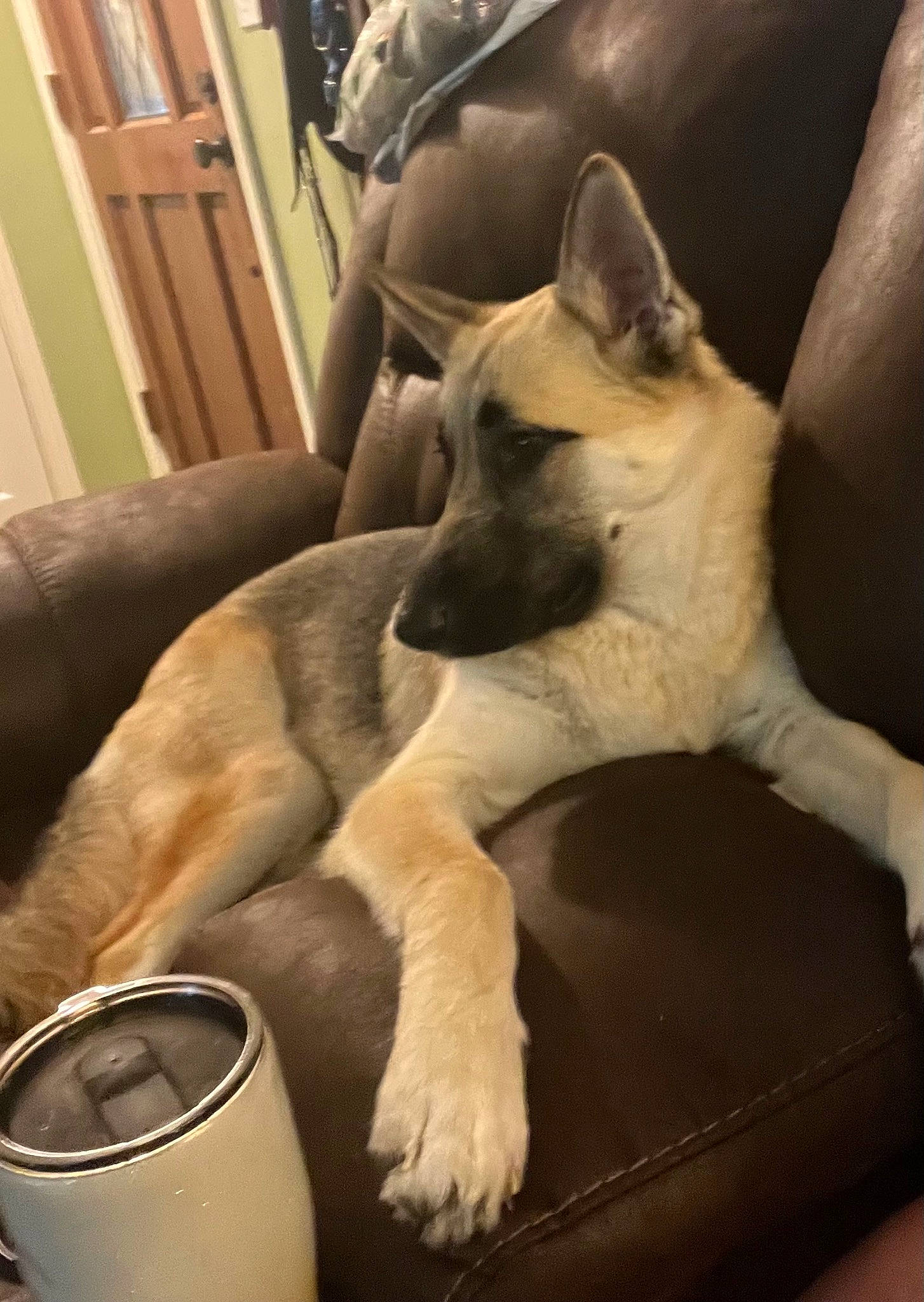 Freya joined the competition — help win amazing prizes! canidae, carnivore, chair, comfort, companion_dog, couch, dog, dog_breed, drinkware, fawn, felidae, paw, salt_and_pepper_shakers, serveware, small_to_medium_sized_cats, snout, sporting_group, tail, whiskers, working_animal