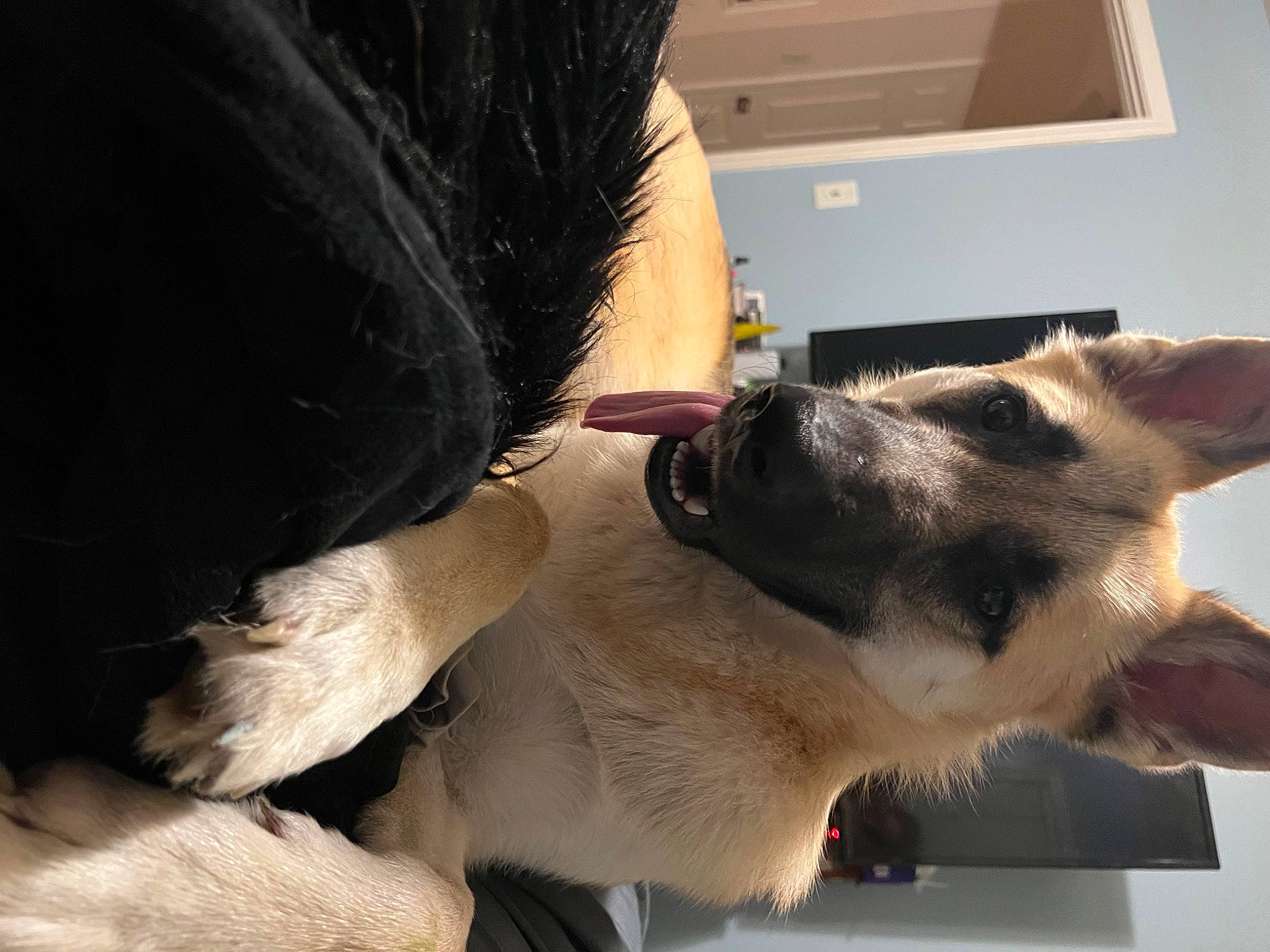 Freya is registered to the contest to win money with this photo: canidae, carnivore, collar, comfort, companion_dog, dog, dog_breed, ear, elbow, felidae, fur, gesture, jaw, room, small_to_medium_sized_cats, snout, sporting_group, tail, whiskers, working_animal