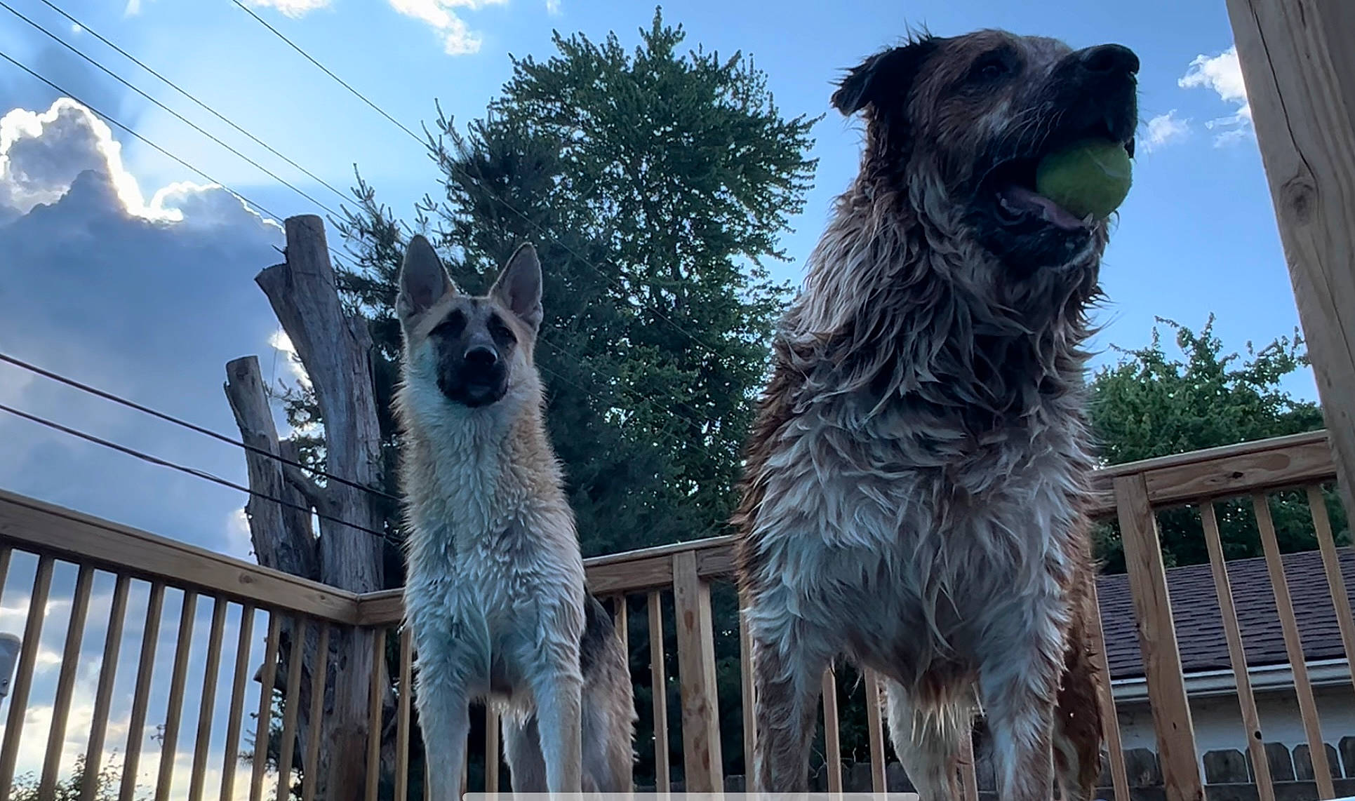 Freya joined the competition — help win amazing prizes! canidae, carnivore, city, cloud, cumulus, dog, dog_breed, fawn, fence, fur, mesh, sculpture, sky, snout, sporting_group, terrestrial_animal, tree, trunk, wildlife, wood