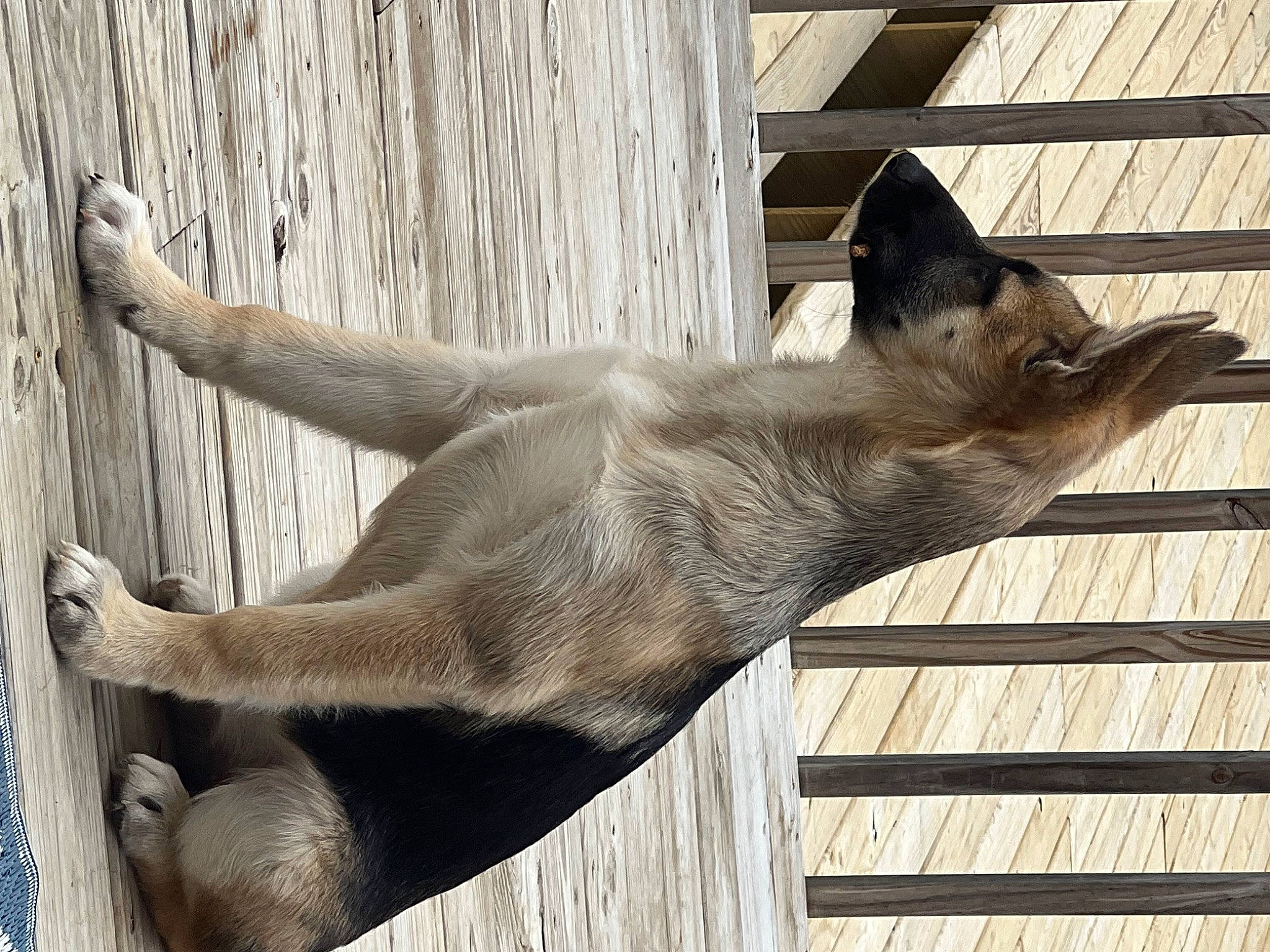 Freya is registered to the contest to win money with this photo: carnivore, cat, domestic_short_haired_cat, fawn, felidae, fur, grey, mammal, paw, small_to_medium_sized_cats, snout, tail, terrestrial_animal, tree, whiskers, wildlife, window, wood