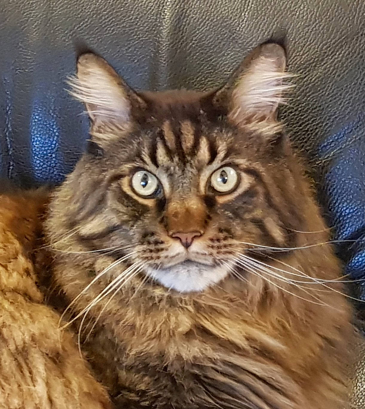 Gus a rejoint le concours — aidez-le/la à gagner de superbes lots ! art, carnivore, cat, domestic_short_haired_cat, drawing, felidae, fur, illustration, mammal, painting, plant, small_to_medium_sized_cats, snout, terrestrial_animal, tree, whiskers, wildlife, wood