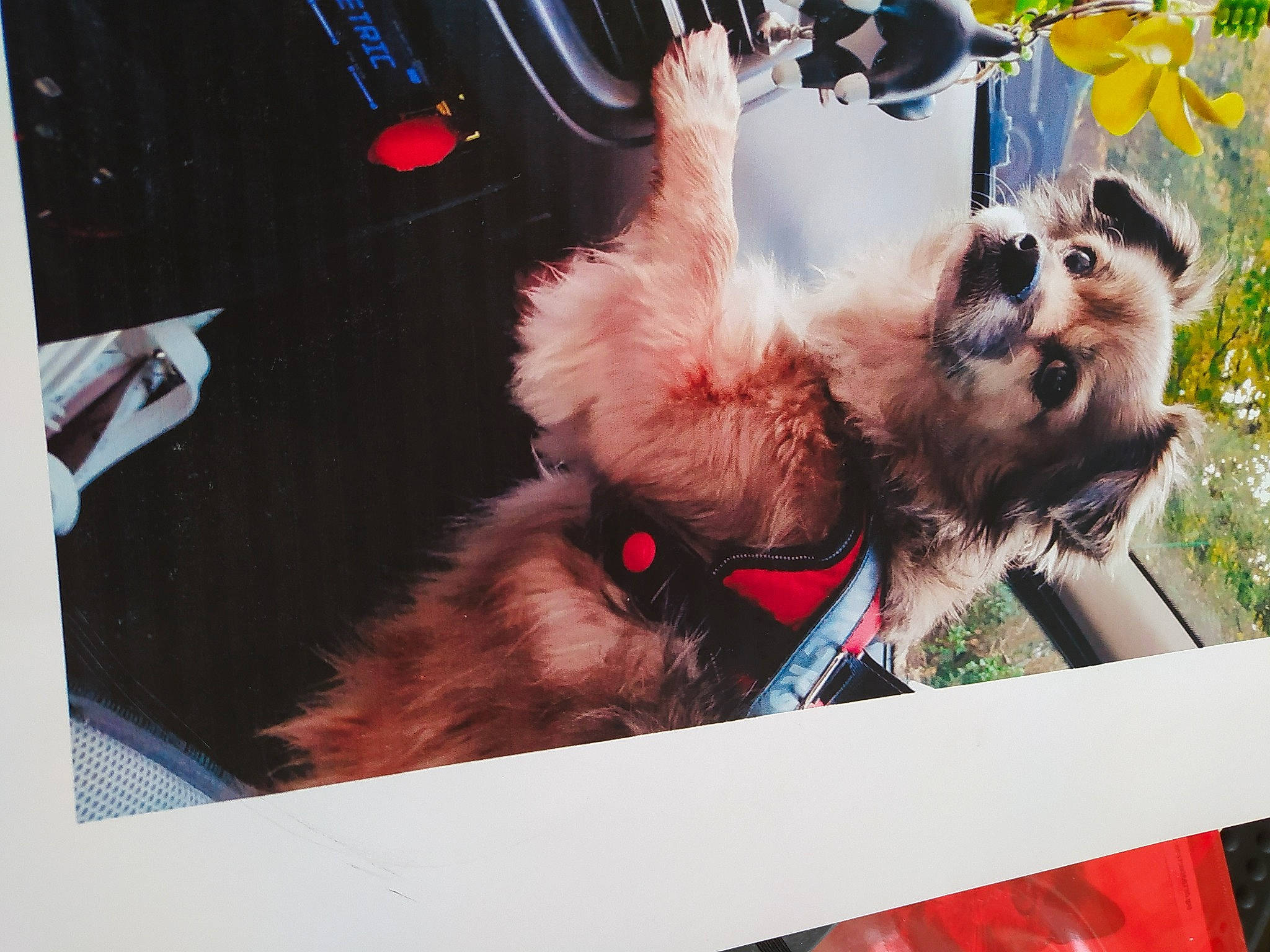 Canelle a rejoint le concours — aidez-le/la à gagner de superbes lots ! canidae, carnivore, companion_dog, dog, dog_breed, dog_collar, dog_supply, event, eyewear, fawn, fur, leash, magenta, paw, primate, rectangle, snout, sporting_group, toy_dog, working_animal