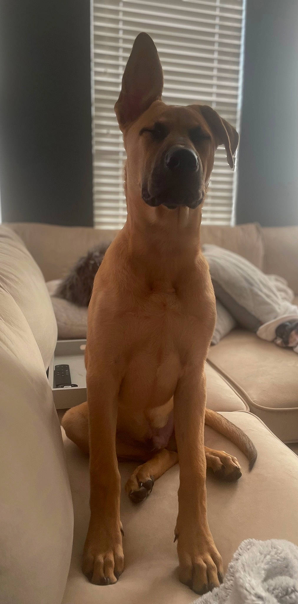 Duke is registered to the contest to win money with this photo: abdomen, canidae, carnivore, chest, comfort, companion_dog, couch, dog, dog_breed, fawn, foot, pet_supply, snout, sporting_group, tail, thigh, toy_dog, trunk, working_animal, wrinkle