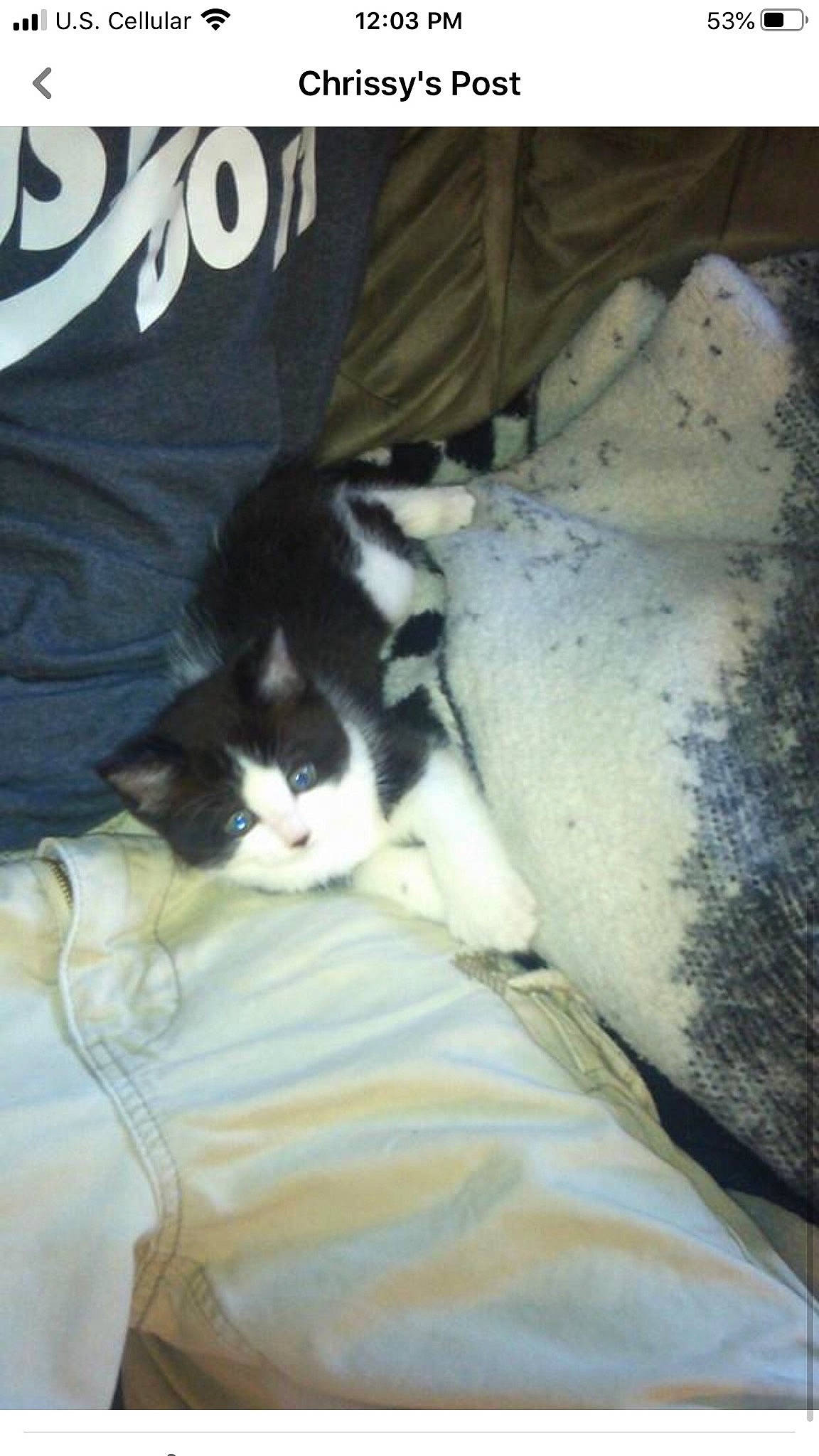 Rafiki joined the competition — help win amazing prizes! carnivore, cat, comfort, domestic_short_haired_cat, felidae, fur, small_to_medium_sized_cats, snout, terrestrial_animal, vertebrate, whiskers