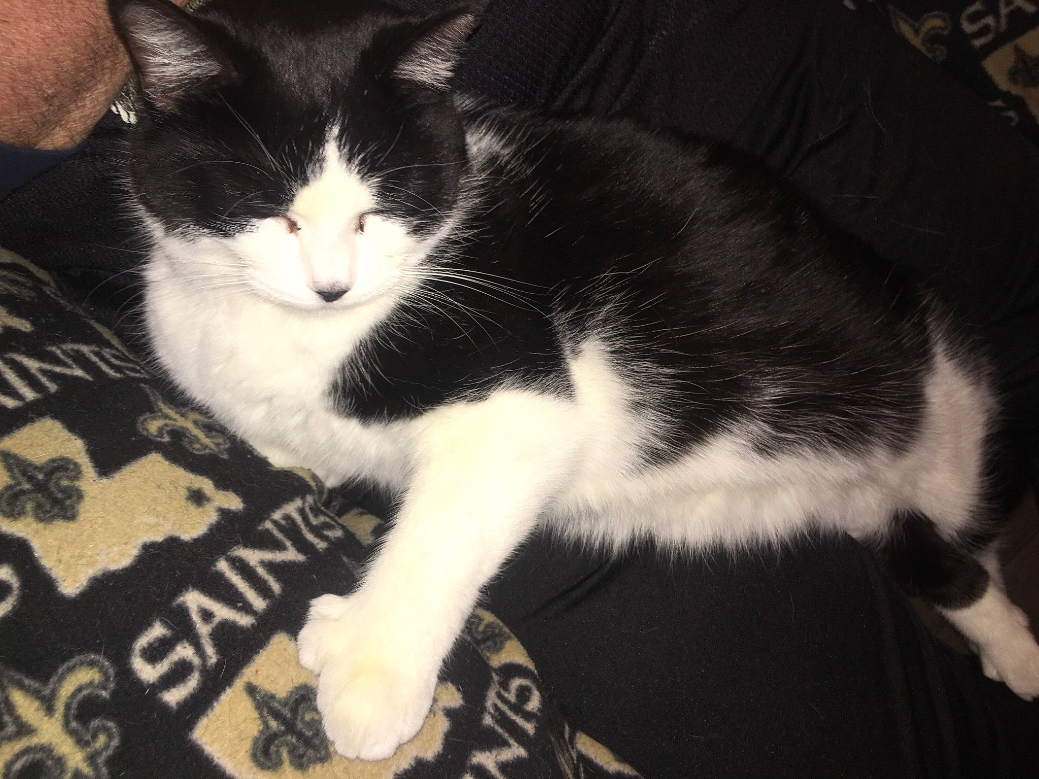 Rafiki joined the competition — help win amazing prizes! carnivore, cat, felidae, foot, fur, linens, paw, small_to_medium_sized_cats, snout, tail, vertebrate, whiskers