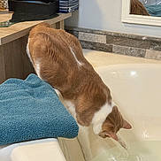 Alora is registered to the contest to win money with this photo: animal, bathroom, bathtub, box, cat, curious, exploring, feline, indoor, mirror, orange_cat, paw, pet, reflection, ripples, tile_wall, towel, water, white_cat, wooden_table