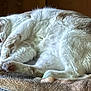 Alora joined the competition — help win amazing prizes! animal, bed, calm, cat, cozy, cute, domestic, feline, fur, indoor, mammal, nap, paws, peaceful, pet, relaxation, rest, sleeping, soft, whiskers