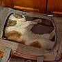 Alora is registered to the contest to win money with this photo: animal, cat, cozy, curious, domestic_cat, fabric, feline, fur, handle, home, indoor, lying_down, mesh_window, pet_carrier, relaxed, resting, white_and_brown_cat, wooden_cabinet, wooden_floor, zipper