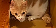 Alora joined the competition — help win amazing prizes! animal, cardboard_box, cat, curious, cute, domestic, ears, feline, hiding, home, indoor, orange_cat, paws, pet, playful, resting, small_space, whiskers, white_cat, wooden_floor