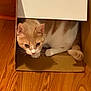 animal, cardboard_box, cat, curious, cute, domestic, ears, feline, hiding, home, indoor, orange_cat, paws, pet, playful, resting, small_space, whiskers, white_cat, wooden_floor