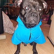 Lucky is registered to the contest to win money with this photo: dog, black_dog, blue_jacket, pet_clothing, indoor, wooden_floor, furniture, television, flash_reflection, pet, animal, canine, ears, eyes, nose, paws, standing, room, home, coat